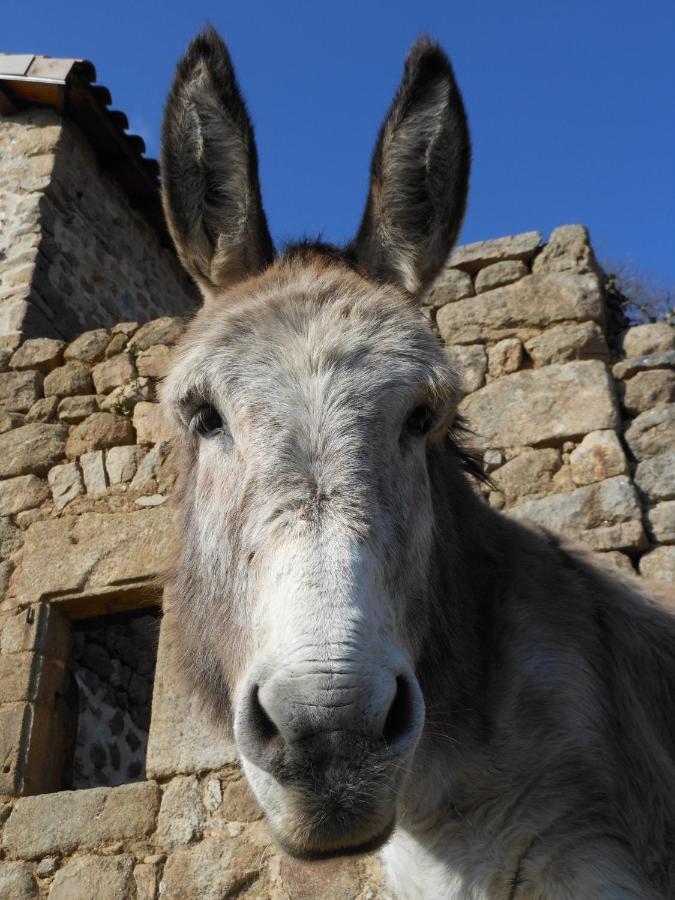 Gite De Chapeleche Les Chataigniers Gluiras Buitenkant foto