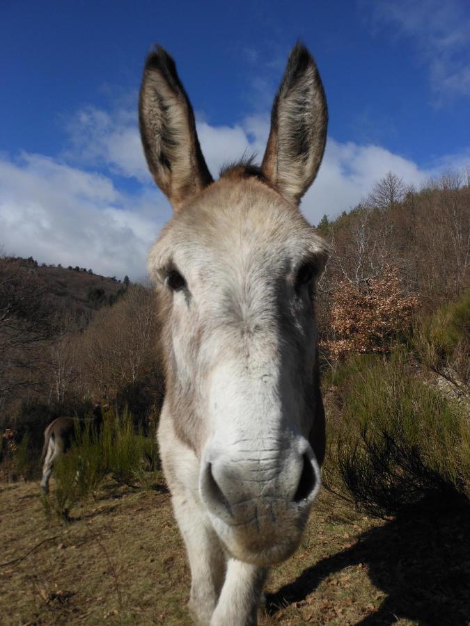 Gite De Chapeleche Les Chataigniers Gluiras Buitenkant foto
